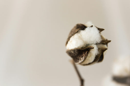 Organic Cotton: The Untamed Fabric Revolution